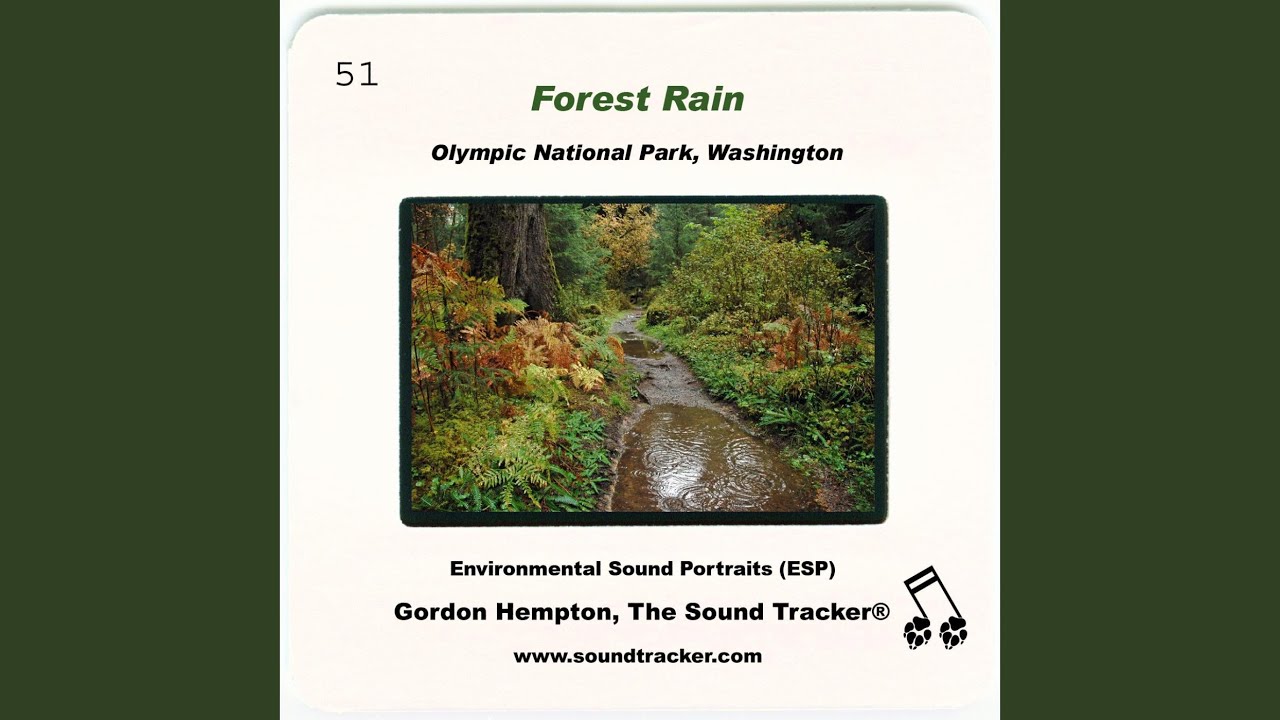 Forest Rain