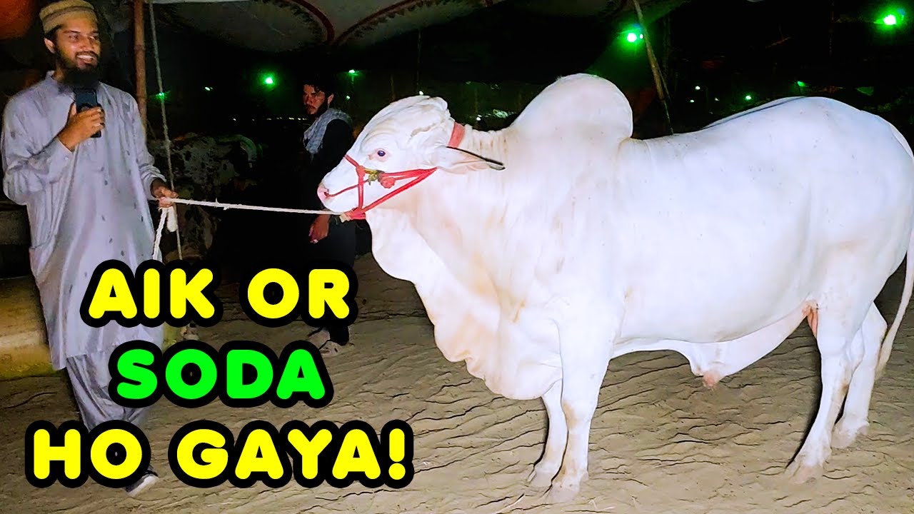 Lambi Bargaining Ke Bad SODA Ho Gaya! Northern Bypass Cow Mandi | Cattle Market Karachi | Bakra Eid