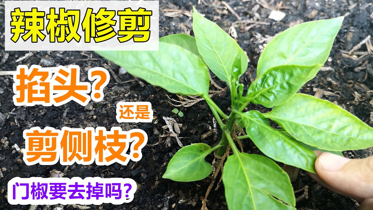 【辣椒】千万别剪错, 掐头?还是剪侧枝?门椒要不要留? How to prune pepper properly?