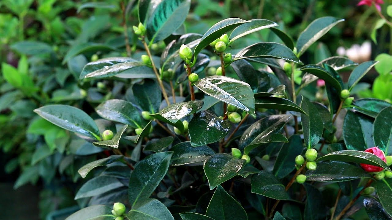 牢记茶花的6个&rdquo;喜好&ldquo;，长势旺，养护更轻松