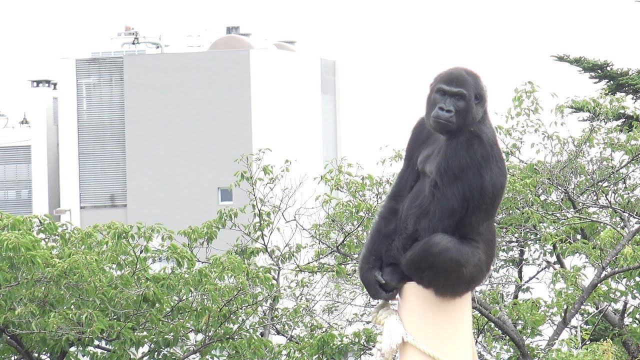 シャバーニ、アイは なかよし 夫婦です。 アイちゃんドラミング Shabani and Ai are good couples. Ai Drumming. イクメン イケメン ゴリラ Gorilla