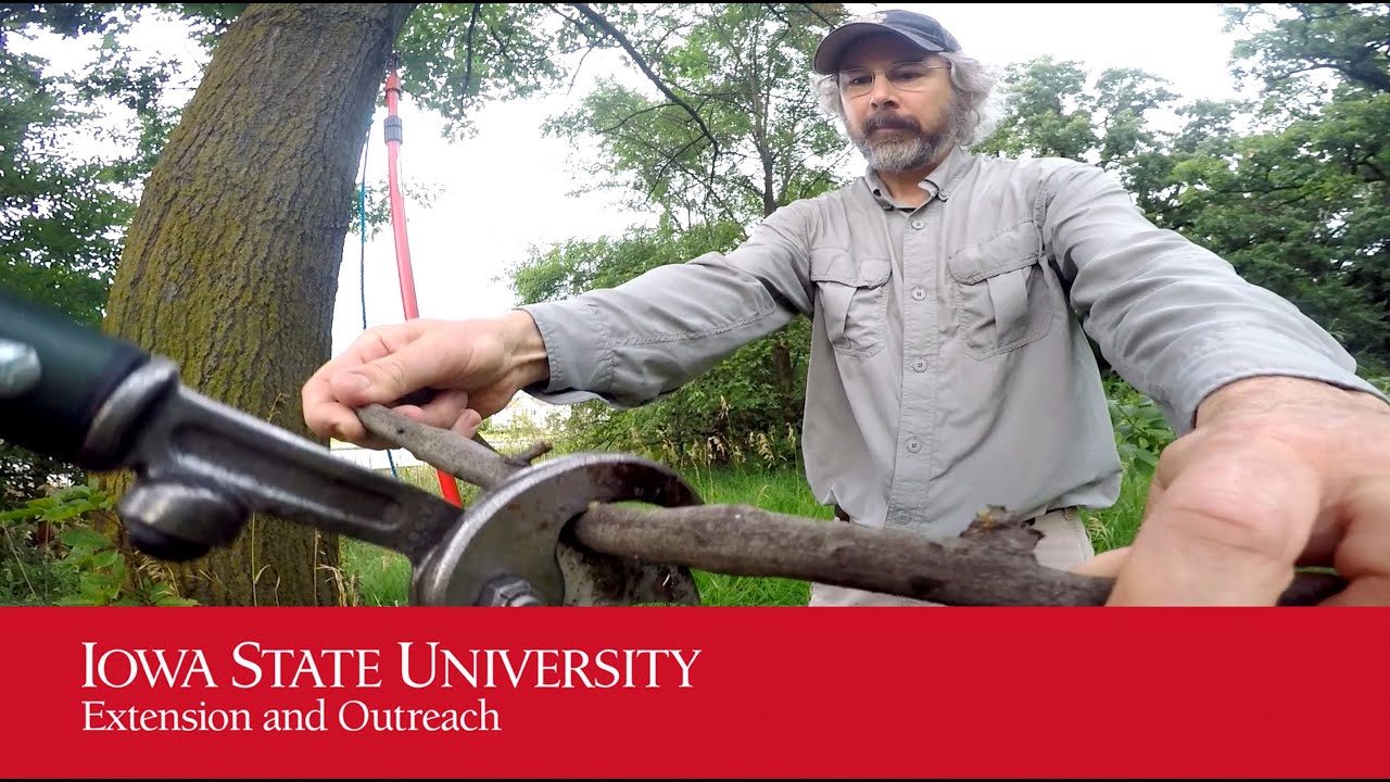 Oak Wilt Sampling for Testing