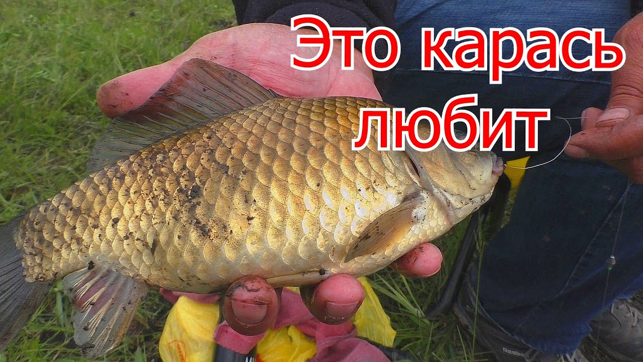 Рыбалка на карася  ЧЕСНОЧНАЯ КАША для рыбалки. My fishing