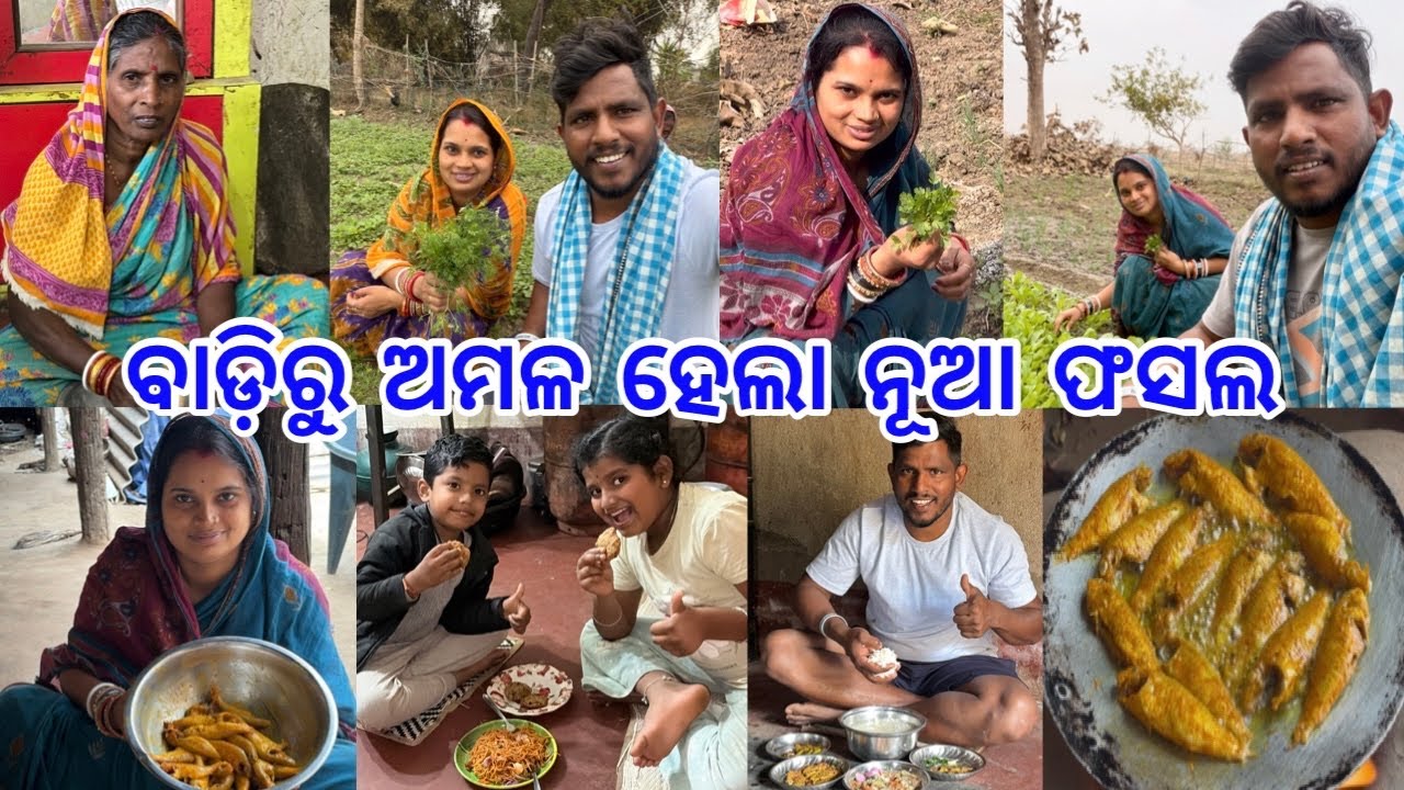 ବାଡିରୁ ଅମଳ ହେଲା ନୂଆ ଫସଲ // ମାଛ ଭାଜିଲେ କାଠ ଚୁଲିରେ @lifeofsridhar9099 