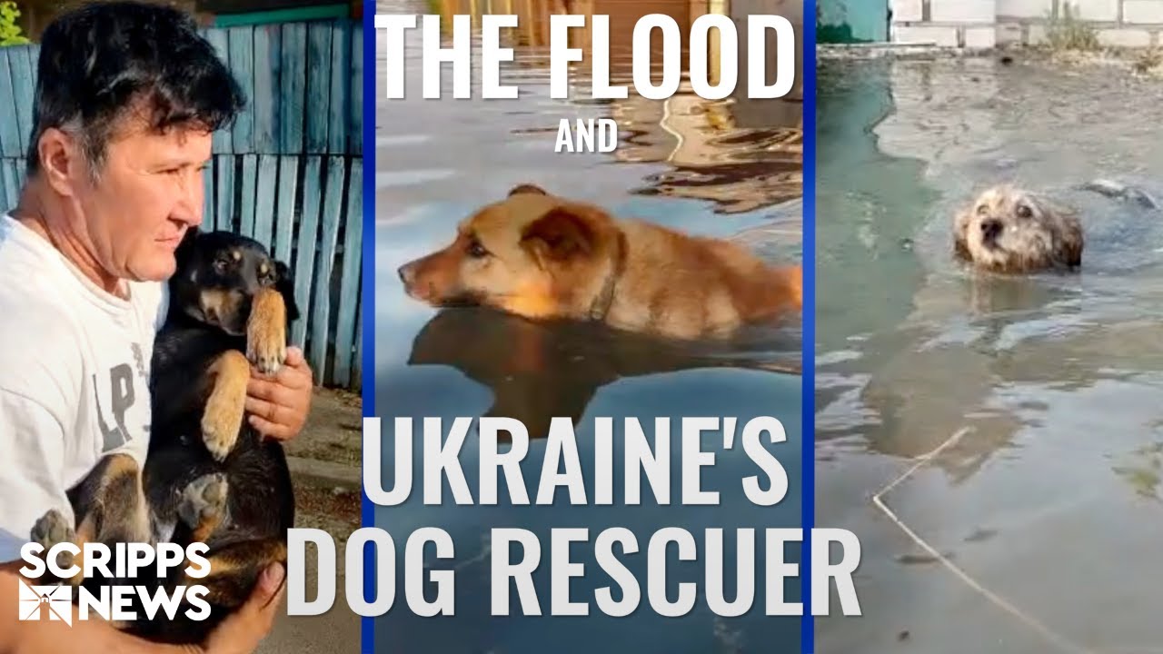 Ukraine’s dog rescuer races to save pets from Kherson floodwaters