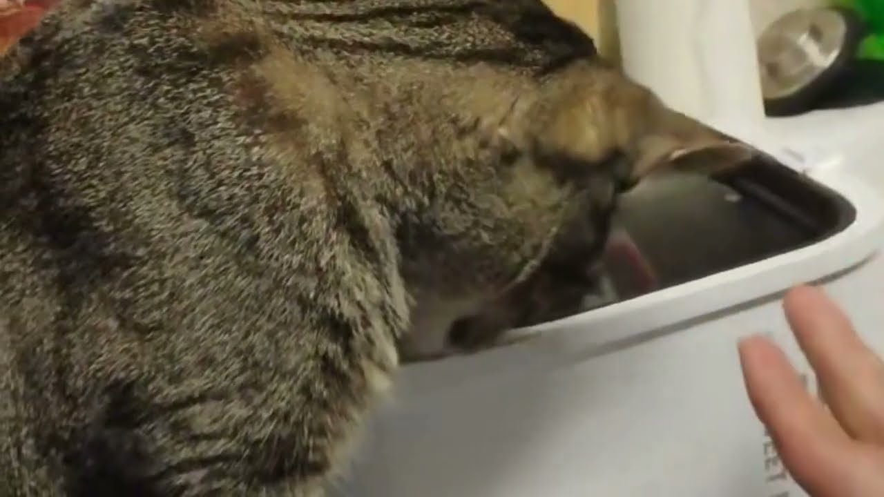 HONEST REVIEW of PETKIT EVERSWEET MAX Cordless Cat Water Fountain