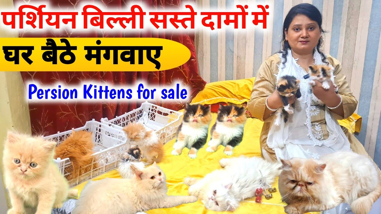 Top quality पर्शियन बिल्ली सस्ते दामों में |Persian Kittens |Persian Kittens shop Lucknow 