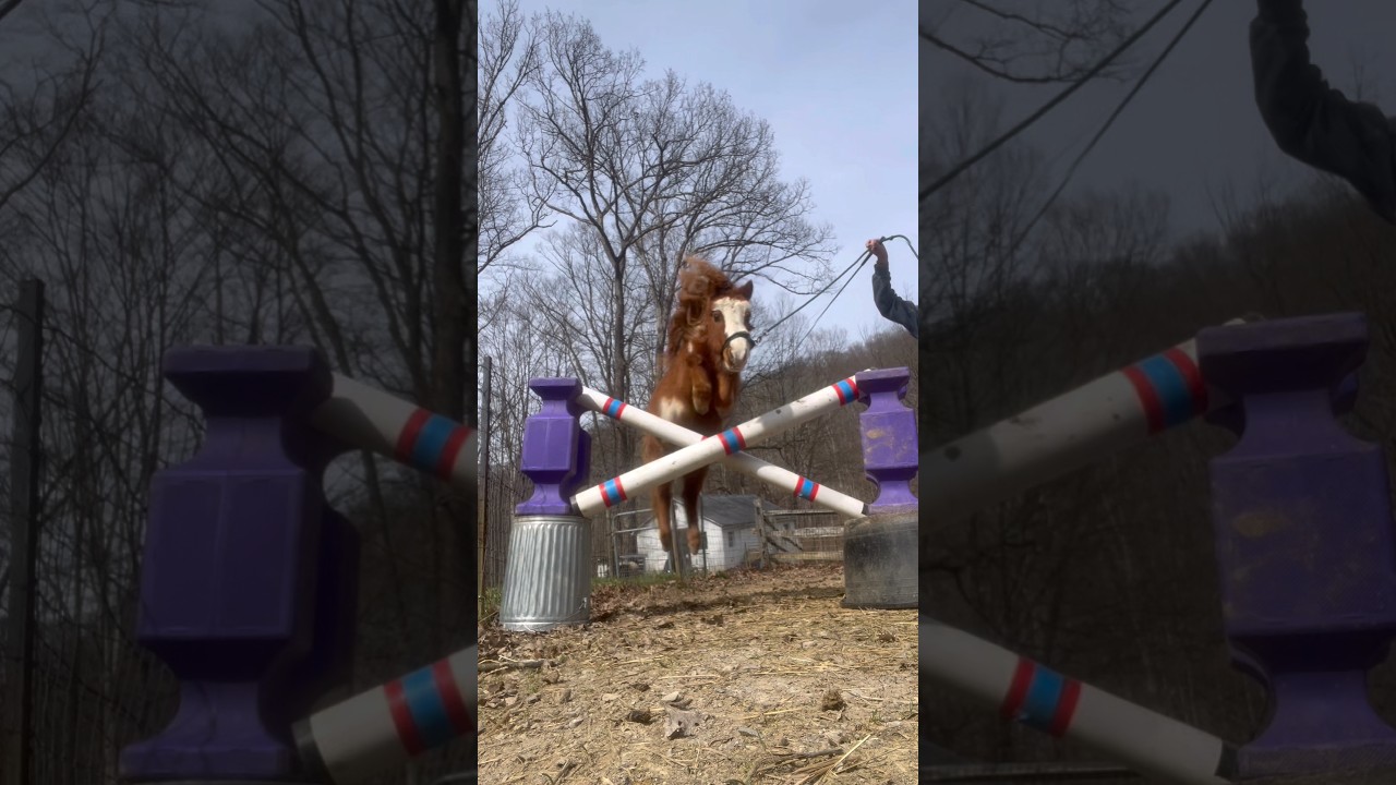i fear this might be her record #minihorse #horse #showjumping #horsebackriding #horseriding #eq