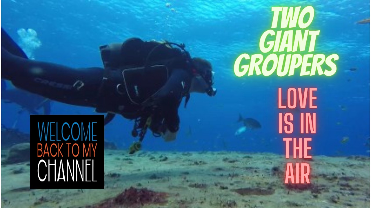 Scuba Diving On  A LIVE VOLCANO With 2 GIANT Groupers In LOVE  ( El Hierro )