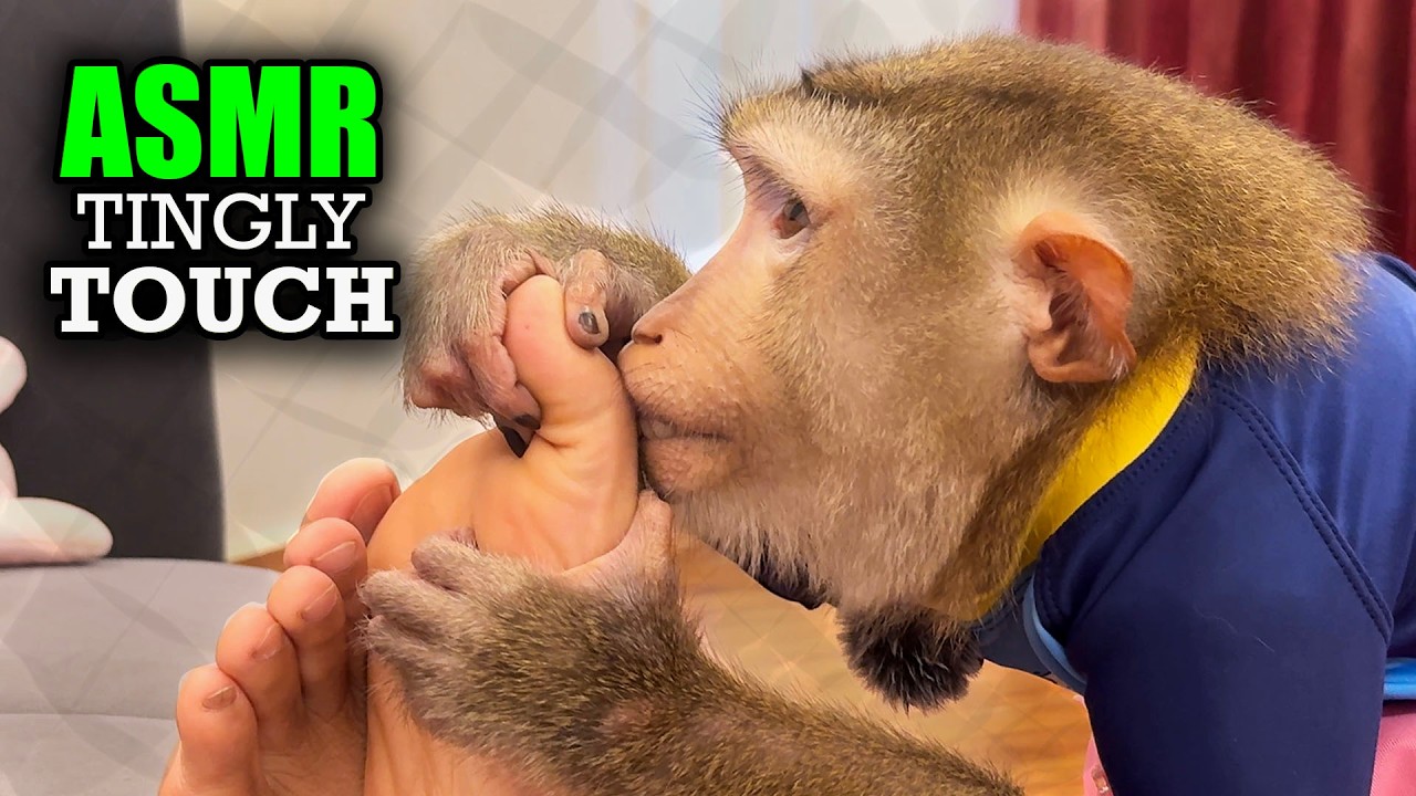 A Close-Up Tingly Touch ASMR By Monkey Judy | Fast & Ultra Deep Sleep Triggers