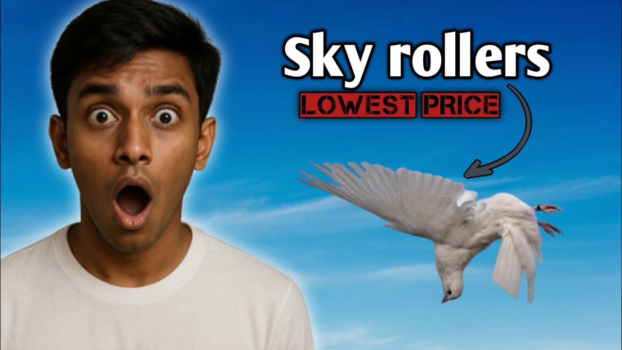 Sky rollers available||highflyers||quality pigeons||@Harshapetvlogger 