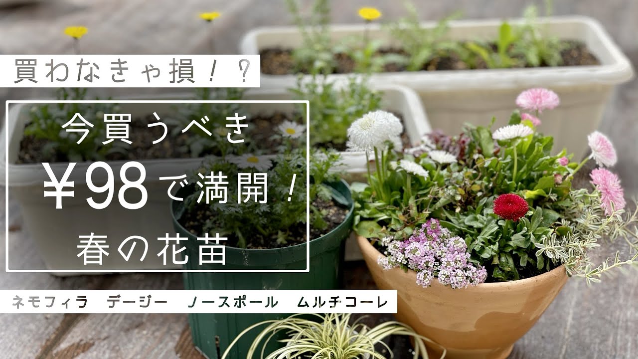 【簡単に満開】あえて2月に買うコスパ最強の春の花【デージーの寄せ植え】