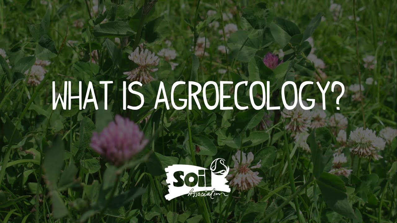 What is agroeocology? The basics