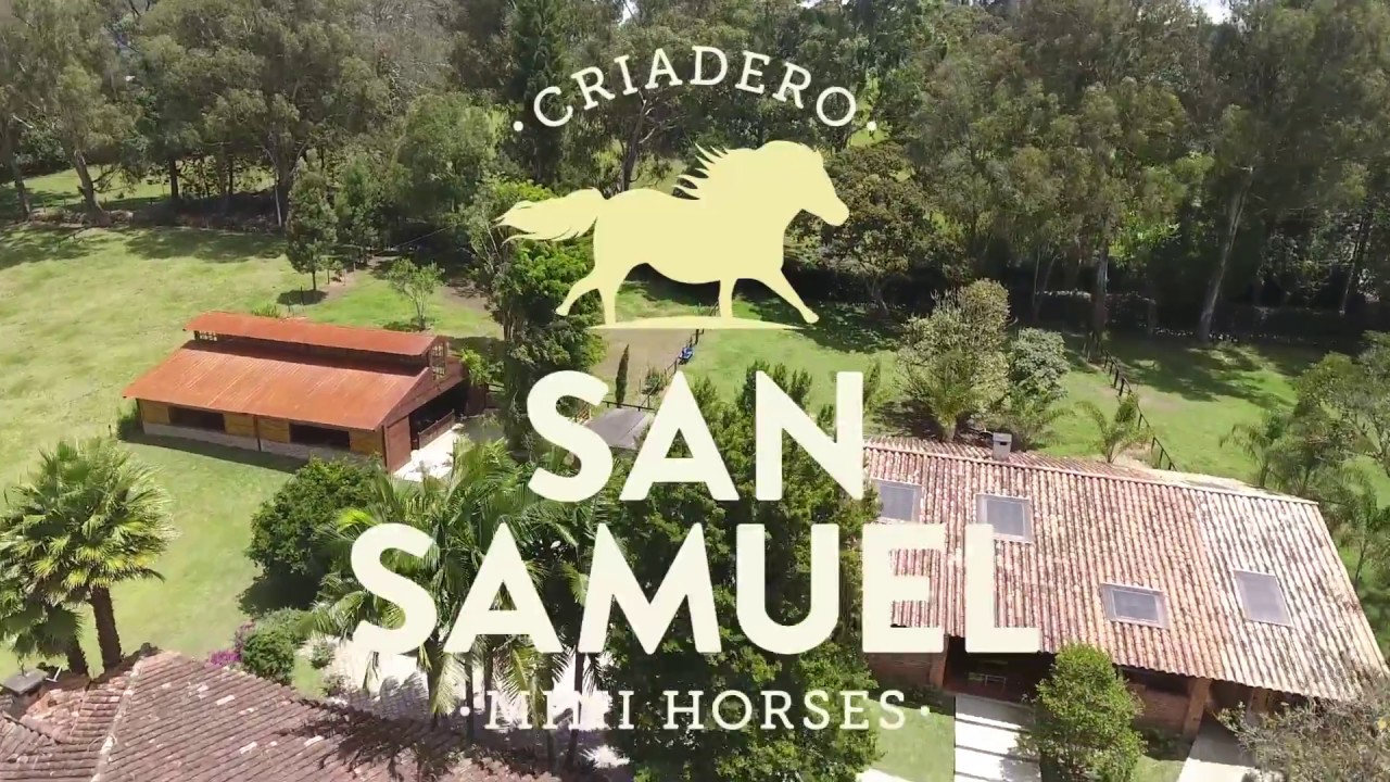 Criadero San Samuel Mini Horses en Del Caballista (HD)