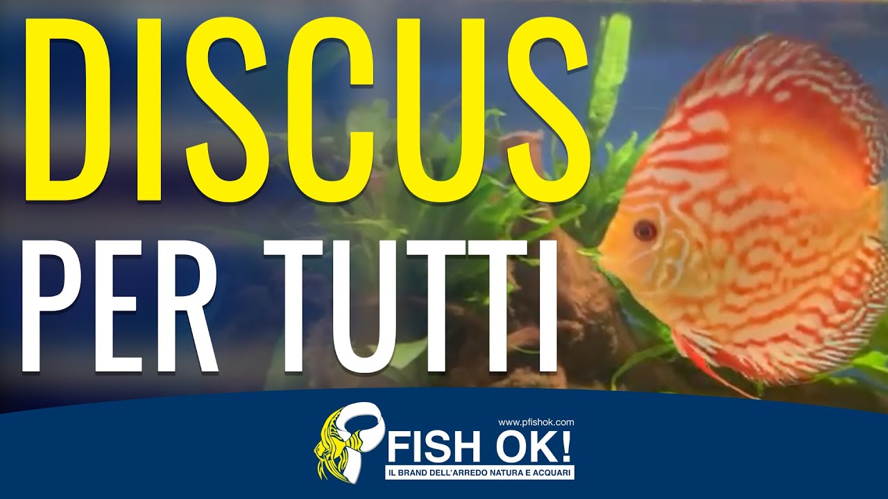 🐟 Consigli per allevare facilmente i Discus in acquario