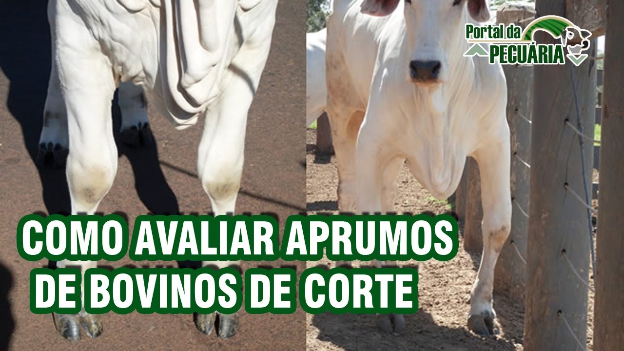 Como avaliar aprumos de bovinos de corte.