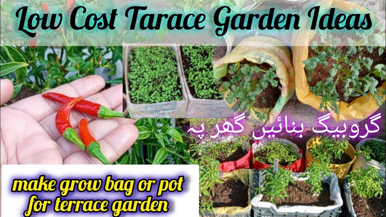 5 Great Zero Cost plant Pot Ideas | Low Cost Tarace Garden Ideas #rooftop #viralshort #tricks #green