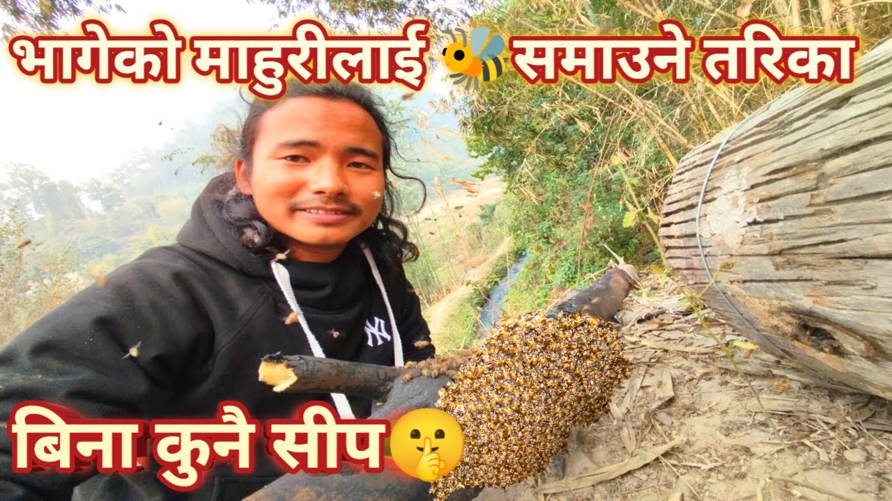 भागेको माहुरीलाई बिना सीप बस्ने गरि समाउने तरिका । माहुरी पालन । mahuri palan । bee keeping