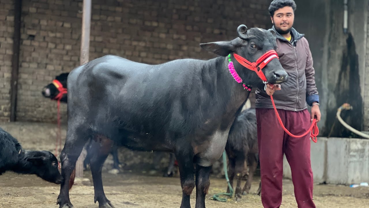 ਪਹਿਲੇ, ਦੂਜੇ ਸੂਏ ਝੋਟੀਆਂ, ਮੱਝ, ਵਹਿੜ ਵਿਕਾਊ, ਦਲੇਰ ਡੱਲ ਕੋਲ। ਪਿੰਡ ਡੱਲ। ਤਹਿ ਪੱਟੀ ਤਰਨਤਾਰਨ
