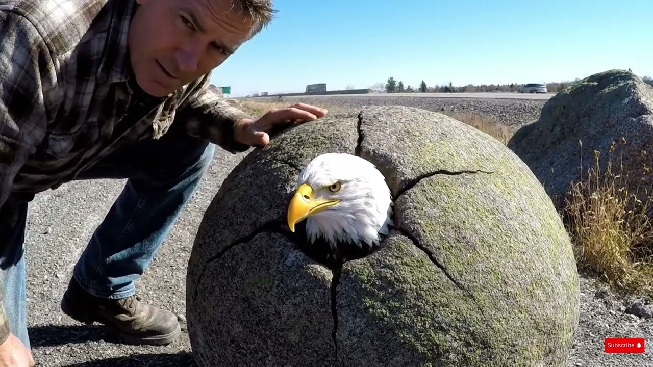 rescue animal :  Man Uses Demolition Tools for Incredible Bald Eagle Rescue