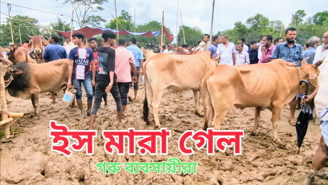 সকলের উচিত এই গরুর বাজারটি দেখা ||গাজীপুর জেলার উল্লেখযোগ্য ৩ টি গরুর হাটের মাঝে আমরাইদ একটি ||