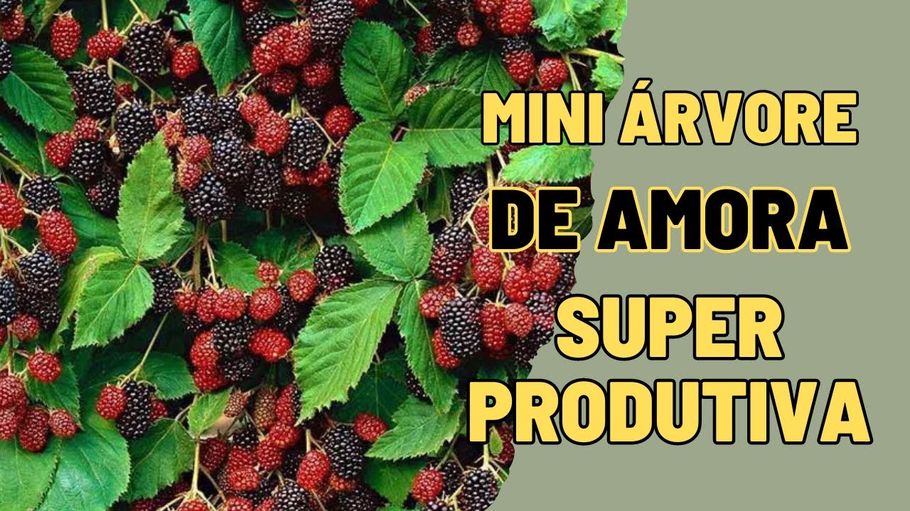 COMO FAZER UMA MINI ÁRVORE FRUTÍFERA ALTAMENTE PRODUTIVA