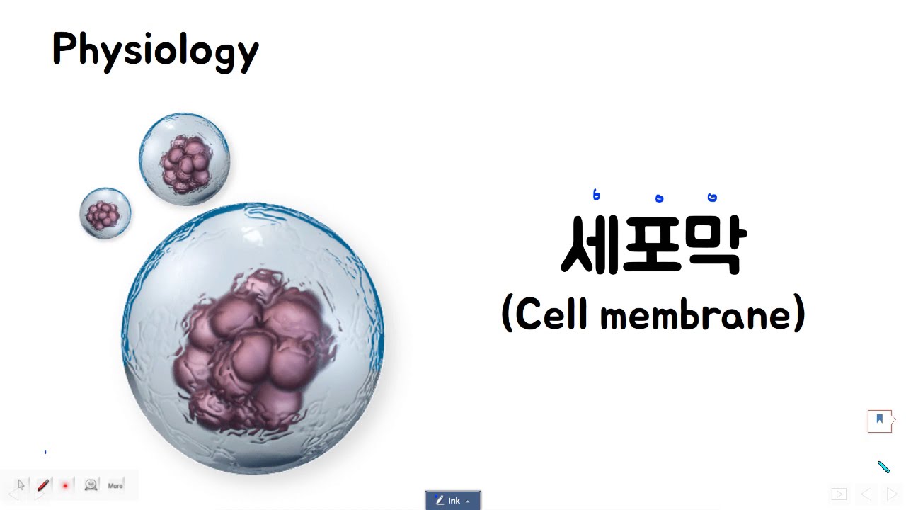 생리학_세포막(Cell membrane)