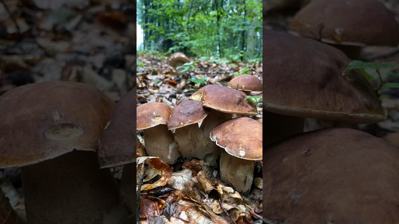 Mushrooms 2024 #funghi #porcini #boletus