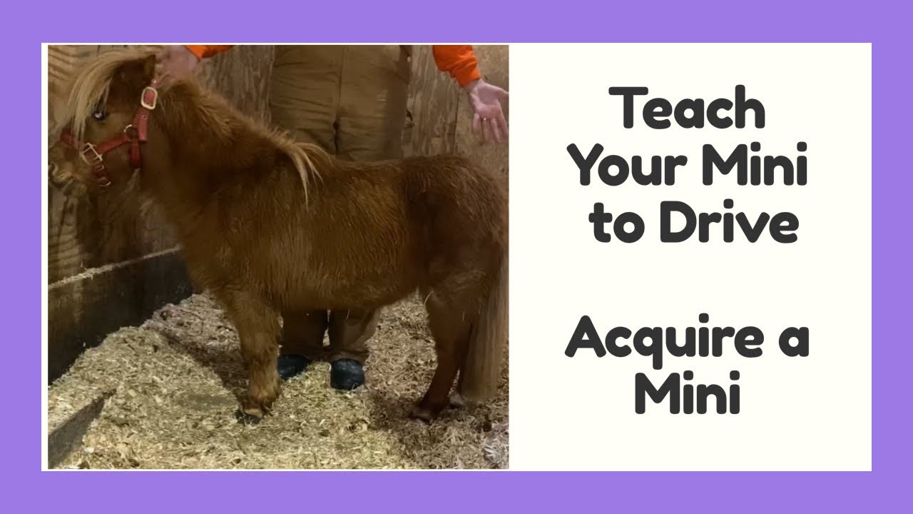 Train Your Mini to Drive - Step 1