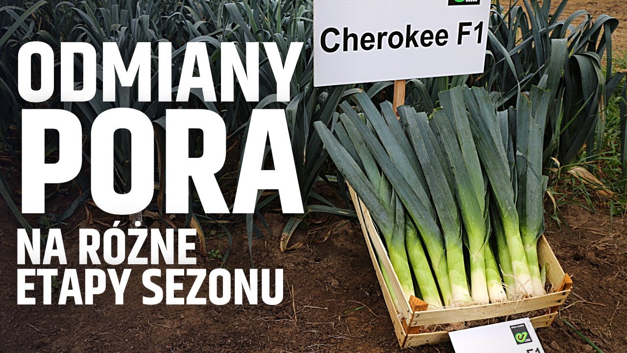 Odmiany pora na różne etapy sezonu