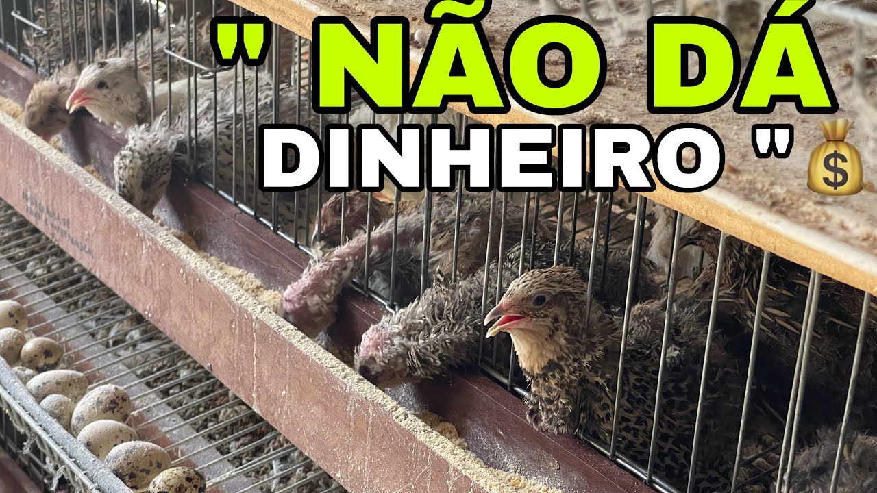 “NÃO CONSIGO GANHAR DINHEIRO COM CODORNAS”/ VEJA JEITO CERTO!💰💰💰