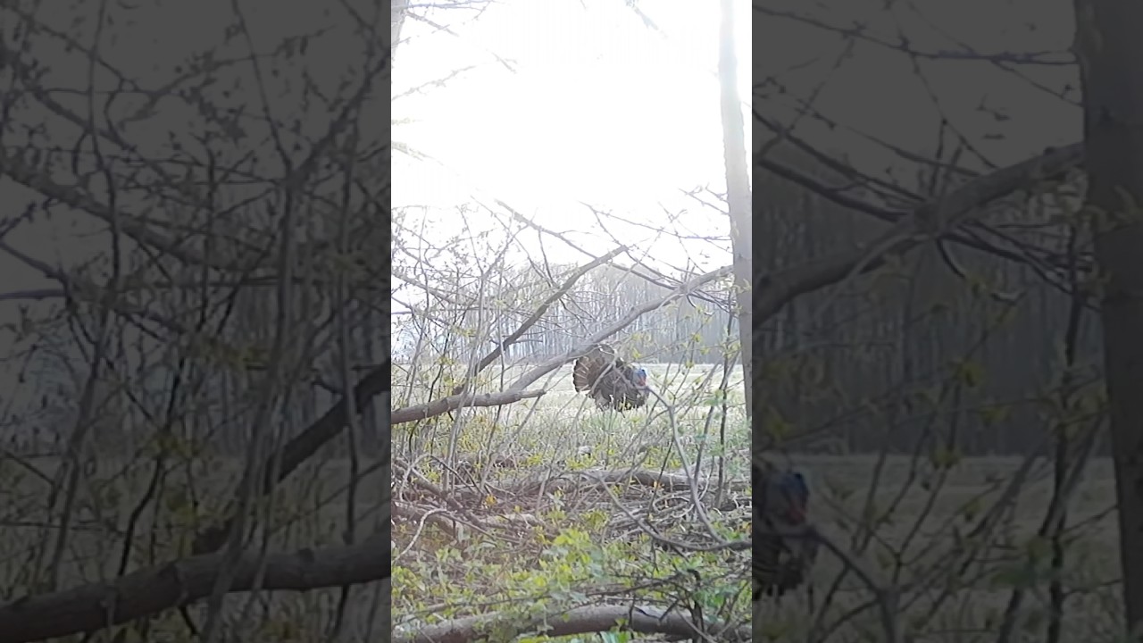Tactacam 6.0 barrel cam footage of Ontario Turkey Hunt 2023 - no turkeys were harmed 😂