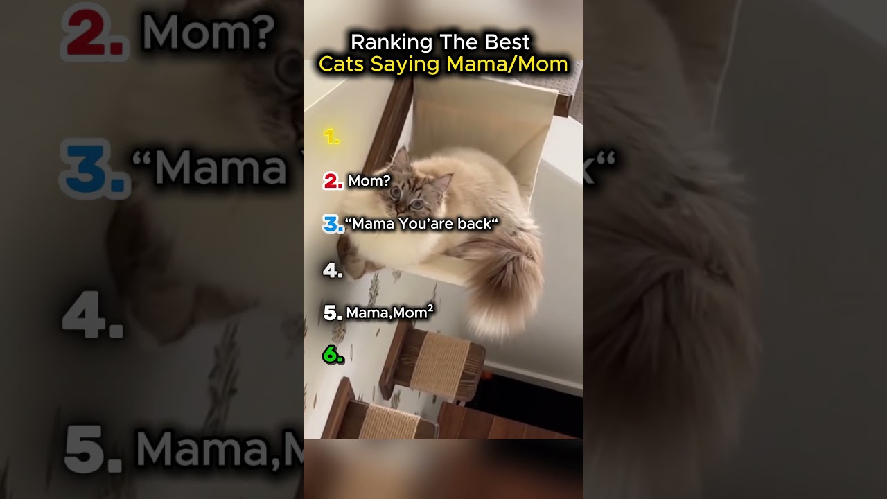 Ranking The Best Cats Saying Mama/Mom
