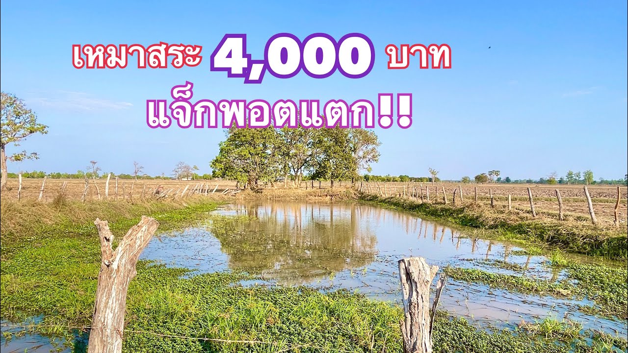 เหมาสระ 4,000 บาท  สระบ่อนี้แจ็กพอตแตก! ปลาช่อนมีแต่ตัวใหญ่ๆ