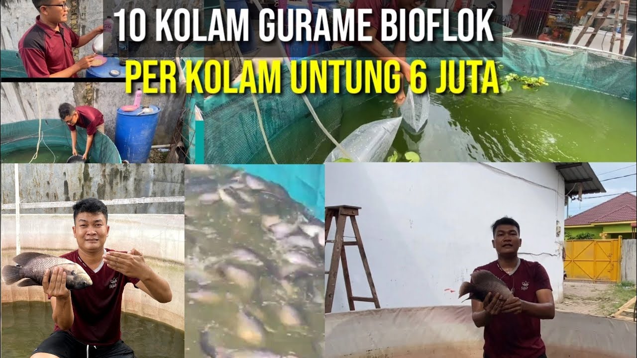 Peluang Usaha Budidaya Ikan Gurame Bioflok, Panen Cepat Dan Untung 6 Juta Perkolam