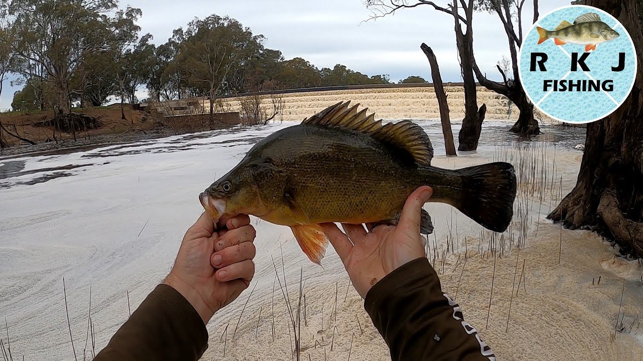 Yellowbelly fishing with spinnerbaits below the spillway