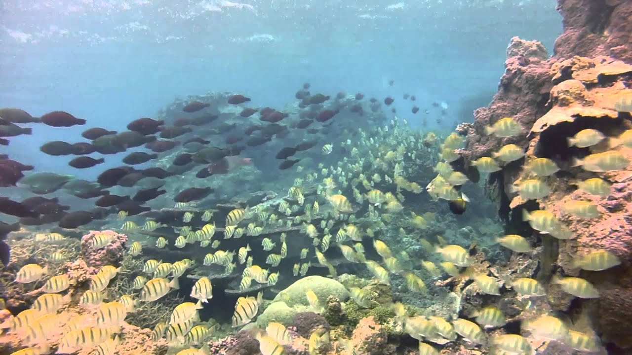 Palmyra Atoll; A Tropical Summer, Life Beyond the Research