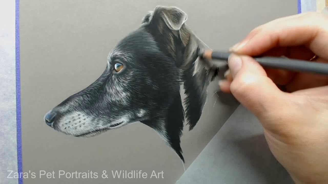 Greyhound Drawing | Pastel Drawing of a Greyhound