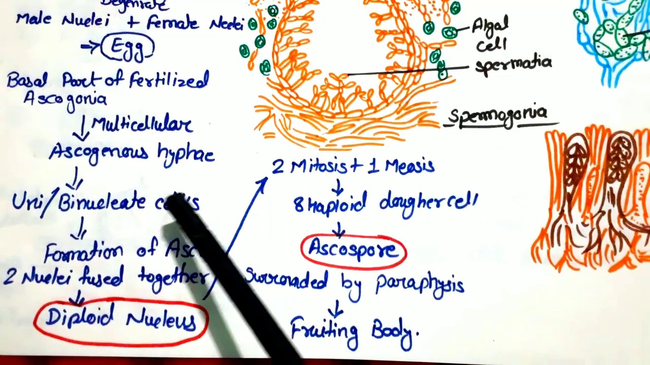 Lichen Part-3 (Sexual Reproduction) in Hindi by Rizwana Mam's - AR Botany Classes