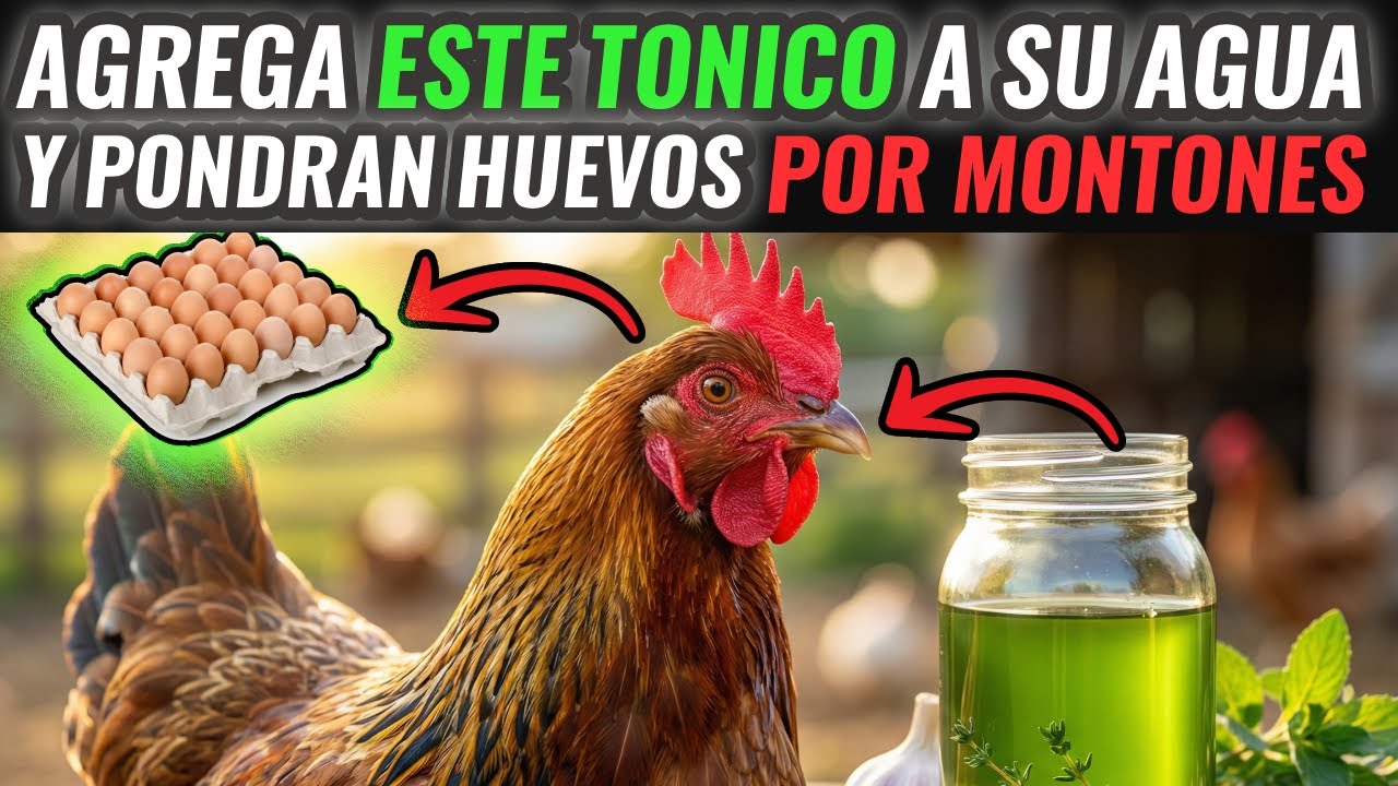 Agrega este TONICO DE HIERBAS al agua de tus gallinas y NUNCA MÁS se enfermaran y pondrán más