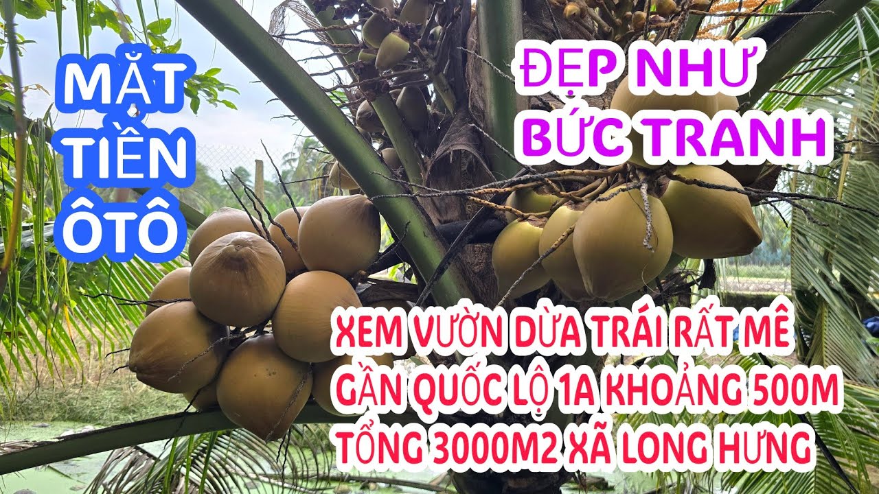MS:25294 Do cô tuổi ở xa vườn nên đành bán 3000m2 - Xe hơi tới đất trồng dừa trái sum sê.