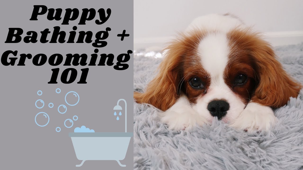 How to Bathe & Groom Your Puppy! | Cavalier King Charles Spaniel | Tips & Tricks