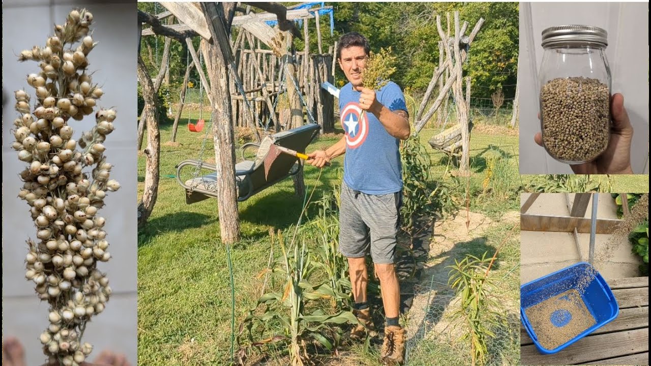 Grain Harvest Without Equipment - White Grain Sorghum