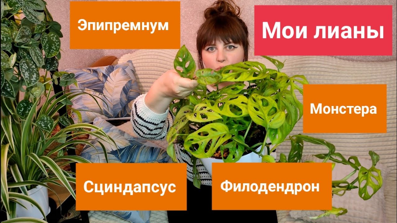 Мои лианы. Эпипремнумы Марбл Квин, Неон, Филодендрон Бразил, Монстера Манки Маск, Сциндапсус Пиктус