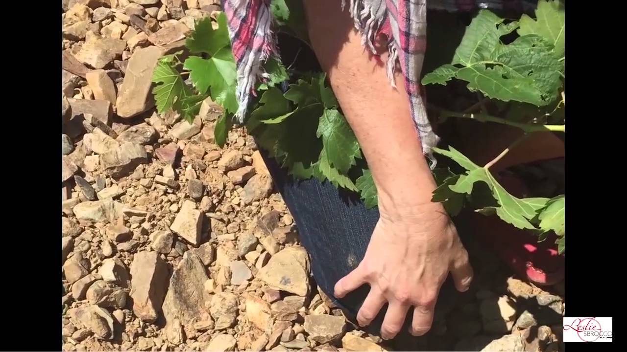 Uncorking Cari&ntilde;ena with Leslie Sbrocco