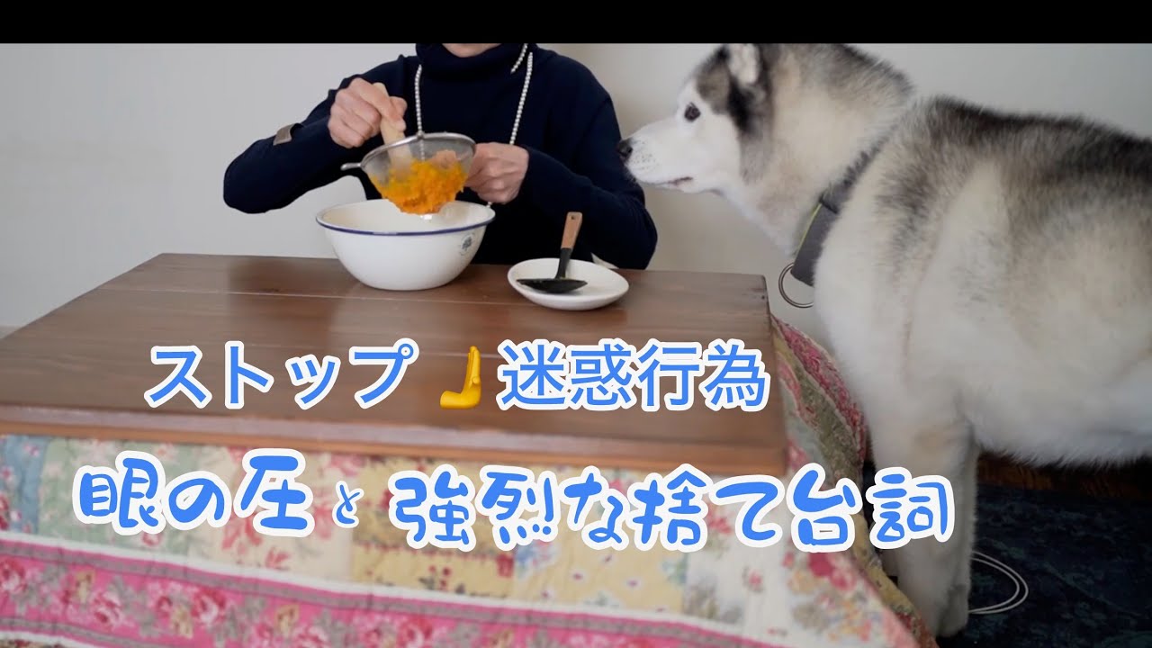 強烈な捨て台詞を吐いて去るハスキーが怖過ぎた