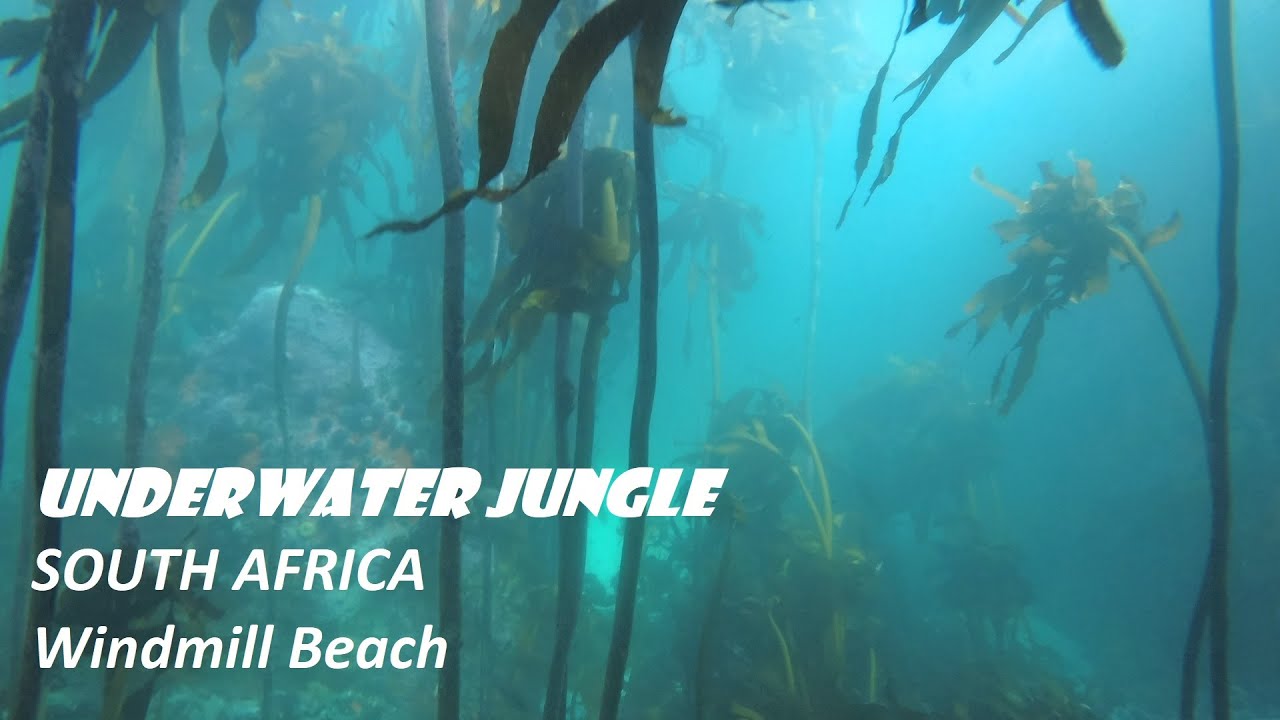 Simon's Town, Windmill Beach, Freediving enthusiasts 2022