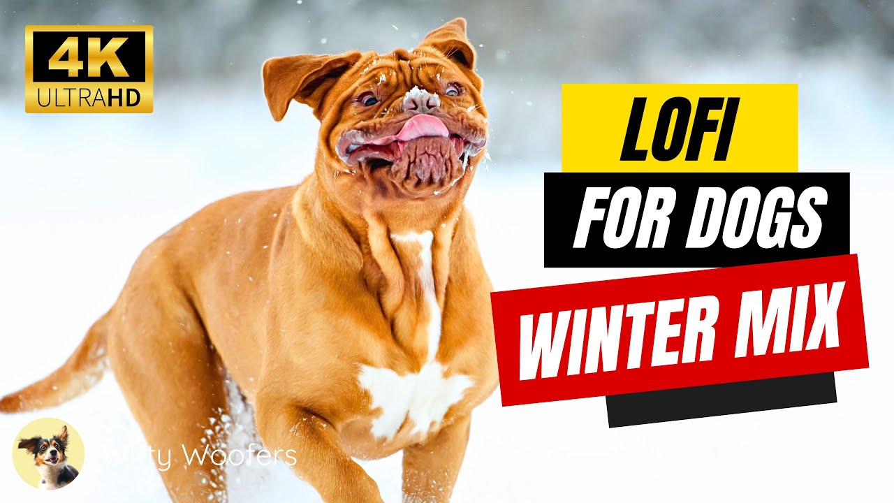 Lofi for Dogs: Lofi Hip Hop Winter Mix for Your Dog ❄️ Witty Woofers