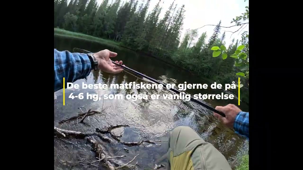 Trøndelags beste ørretelv?