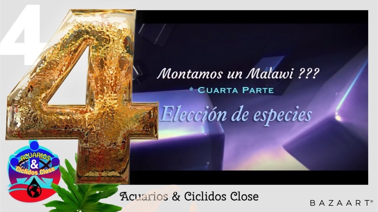 Montamos un acuario del Malawi?? Cuarta parte (Elección de especies )